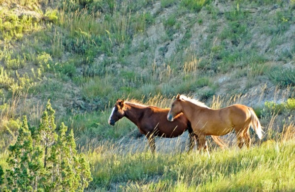 Theodore Roosevelt National Park Wild Horses