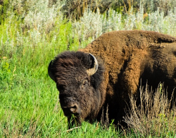 Theodore Roosevelt National Park Bison 2
